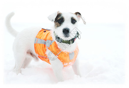 白雪上的狗背景图片