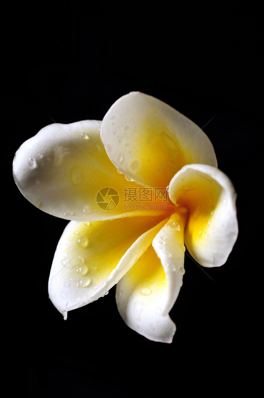 白色和黄色的弗朗吉帕尼花朵花头背景热带植物水滴雷花黑色气候图片