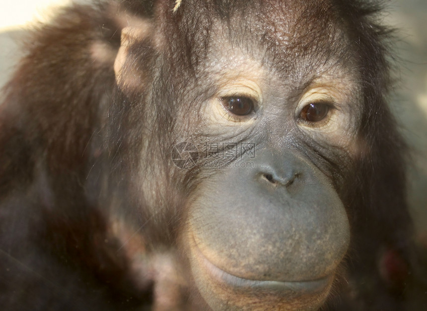 一群头领的头领胡须乐趣哺乳动物热带野生动物男性毛皮头发大猩猩成人图片