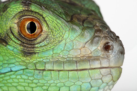 绿伊瓜纳树枝鬣蜥蜥蜴绿色背景图片