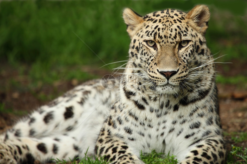 豹旅游害虫捕食者食肉野生动物猎人保护哺乳动物动物荒野图片