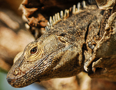 Iguana 从树上偷看头背景图片