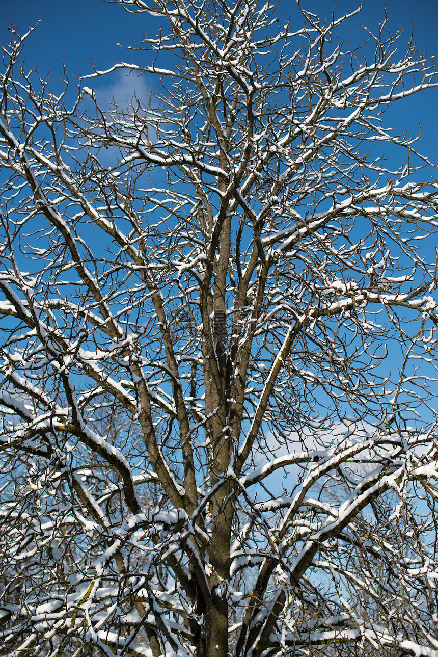 覆盖着积雪的树木蓝色天气风景阳光落叶季节木头乔木天空环境图片