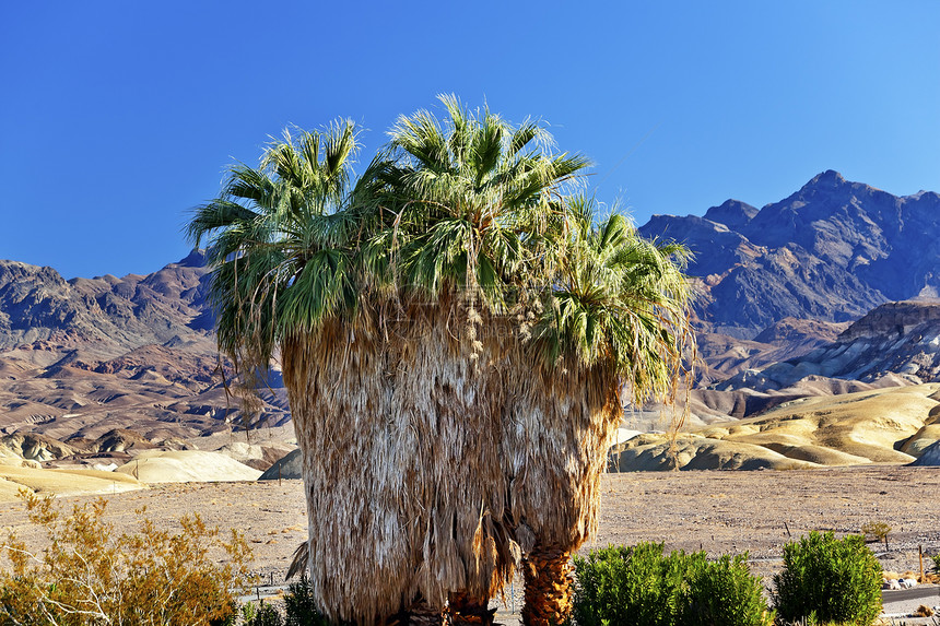 加利福尼亚州棕榈树峡谷沙漠死亡谷国家公园图片
