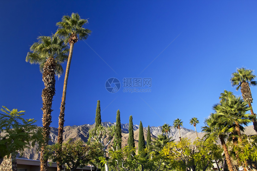 加利福尼亚州棕榈泉California树木竹芋远景叶状体旅行手掌沙漠岩石风景环境图片