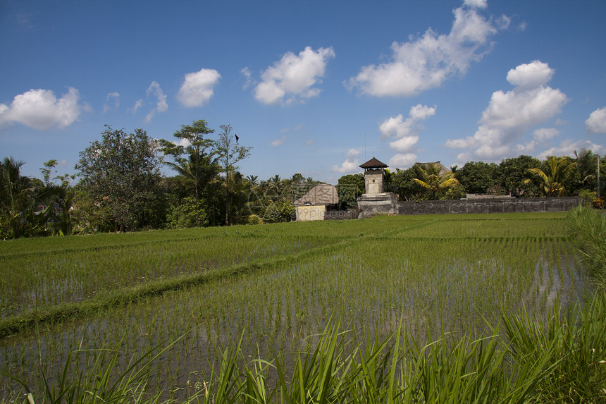 稻田 巴厘旅行食物热带阳台栽培生长场地梯田收成农村图片