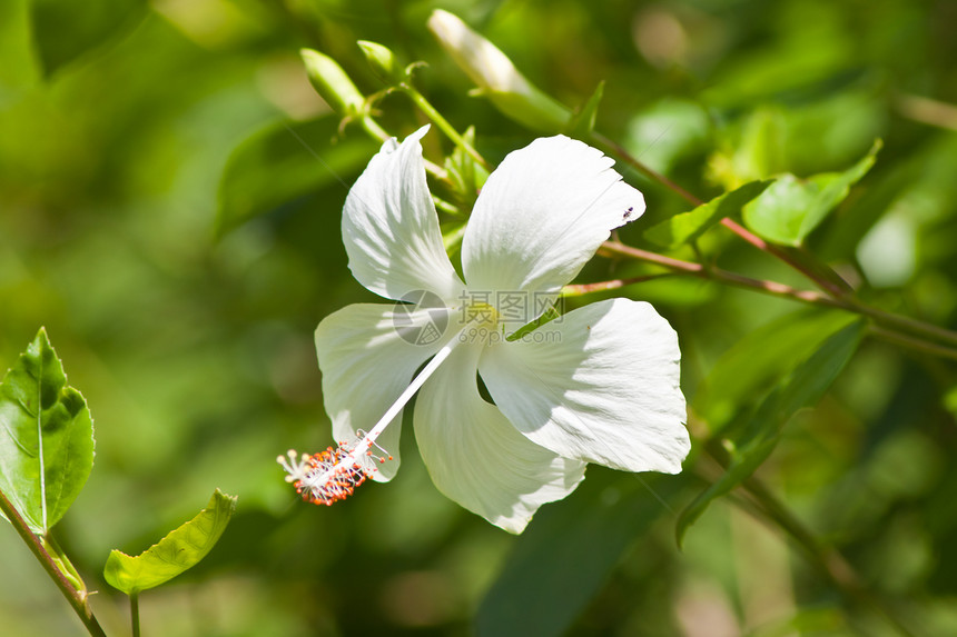 hibisus 花朵花瓣木槿植物情调热带星星花园喇叭形芙蓉玫瑰图片