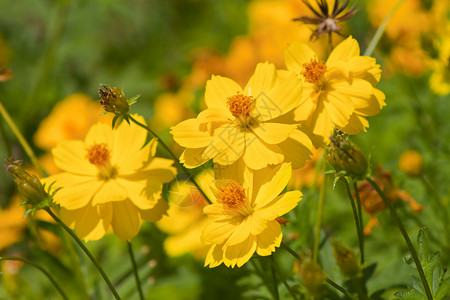 鲜花花园艺植物学场地美丽树叶花坛花园团体季节橙子背景图片