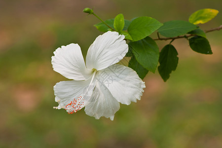 芙蓉花素材hibisus 花朵玫瑰花园国家荒野灰烬热带情调喇叭芙蓉植物背景