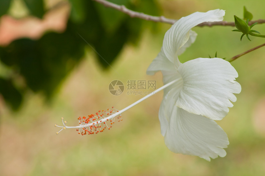 hibisus 花朵国家宏观植物叶子灰烬植物群玫瑰花星星植被热带图片