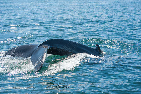 鲸鳍弓步动物驼峰脚蹼蓝色野生动物荒野海洋海浪身体高清图片