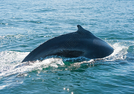 鲸鳍捕鲸驼峰荒野须鲸海浪弓步濒危哺乳动物动物鲸鱼高清图片
