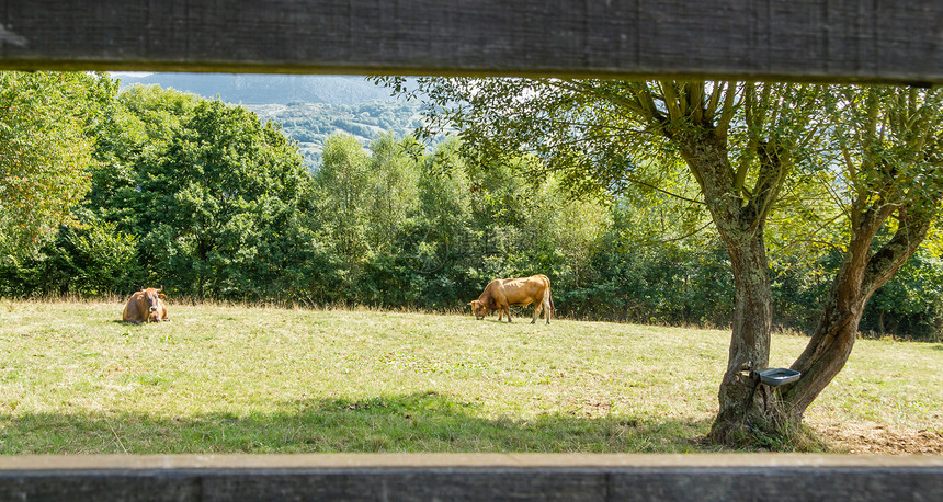 棕牛在围栏后面的草地上放牧地区牧场绿色乡村季节性风景棕色农场栅栏牛奶图片
