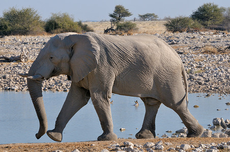 2个大象素材大象步行2背景