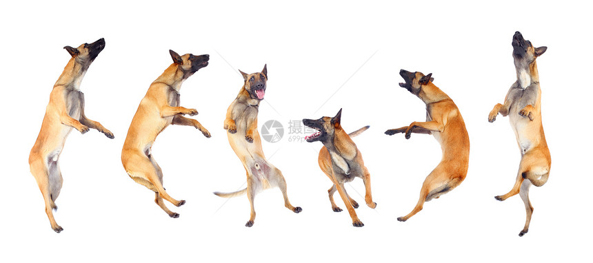 比利时牧狗牧羊人机甲舌头警卫棕色工作室宠物小狗跑步牧羊犬图片