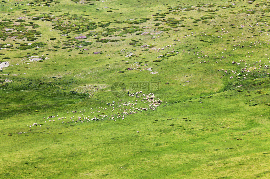 牧羊群村庄农田国家土地场地团体少年环境场景农业图片