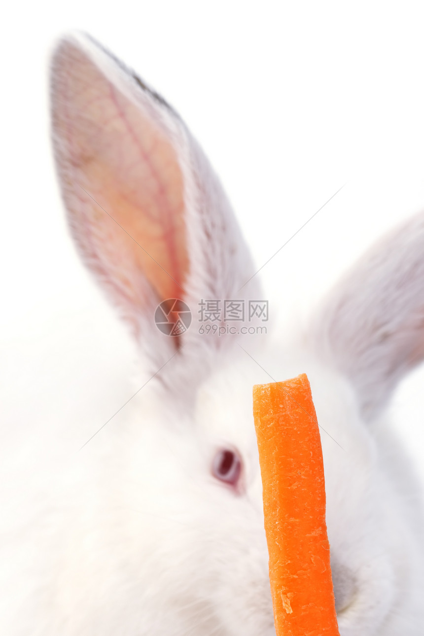 兔子兔毛皮兔形目荒野家畜头发小狗宠物农场新生哺乳动物图片