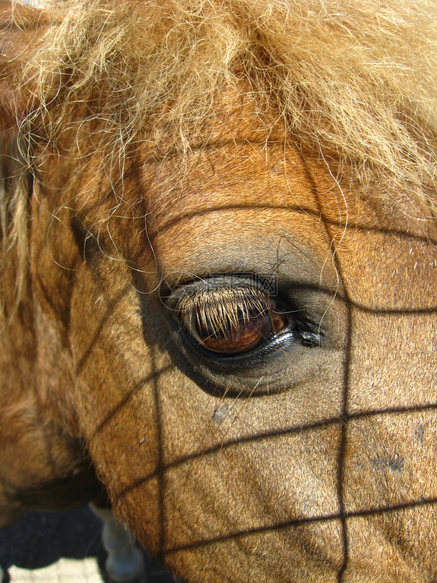 马之眼马背眼睛哺乳动物农场阴影团体动物国家棕色牛仔图片