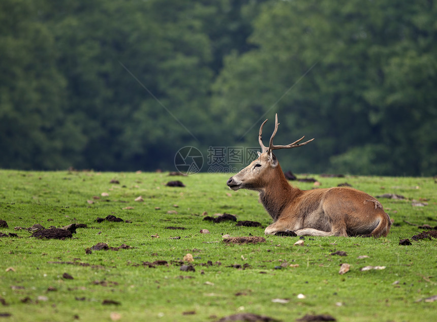 红鹿动物红色场地野生动物鹿角男性水平哺乳动物图片