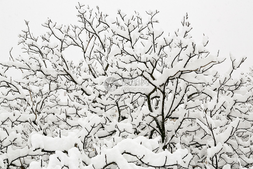 白雪树孤独天空植物白色冻结季节黑色图片