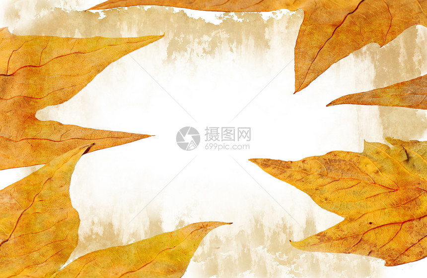 秋季黄叶的背景背景情况图片