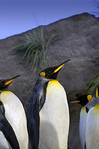 企鹅王野生动物殖民地动物团体背景图片