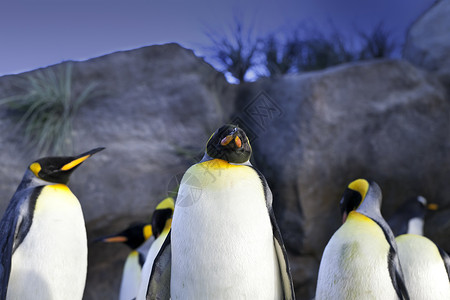 企鹅王水平团体动物野生动物殖民地背景图片