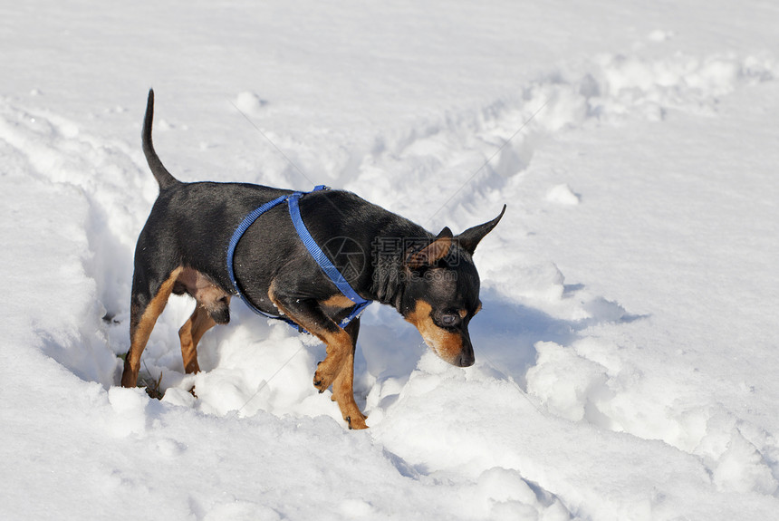 雪中狗狗宠物运动友谊乐趣猎犬动物忠诚钳子朋友小狗图片