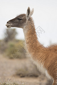 瓜阿纳科肖像哺乳动物骆驼荒野动物群食草动物野生动物背景图片