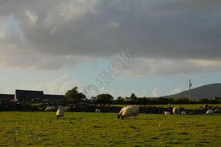 爱尔兰野外和牧羊图片