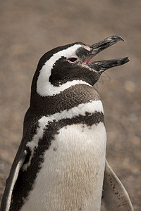 麦哲伦企鹅磁力企鹅海鸟野生动物动物动物群荒野背景