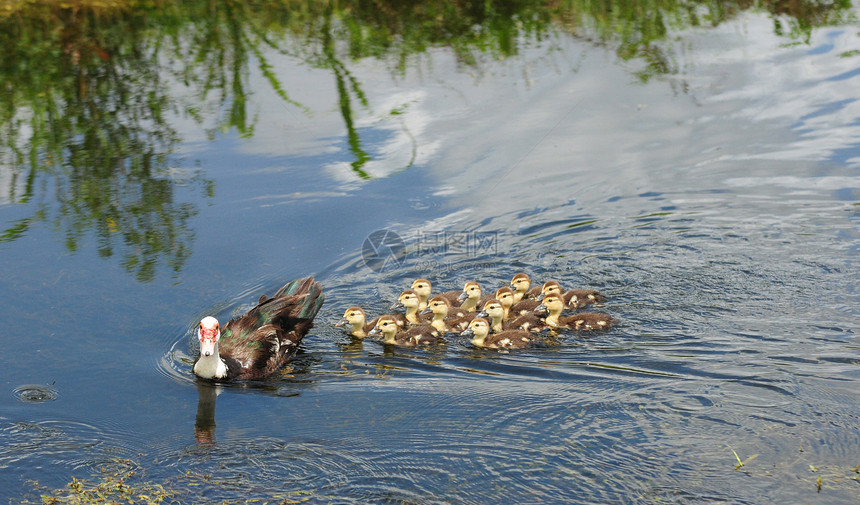 母亲和湖中可爱的鸭子图片