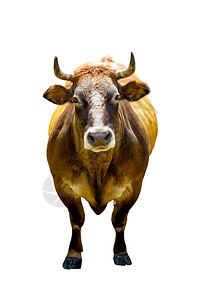 牛分割图孤立的棕牛前视线背景