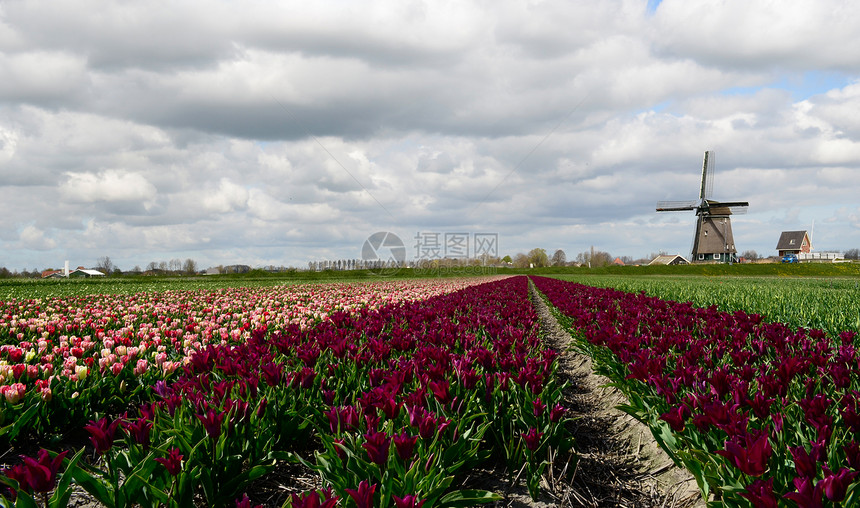 荷兰的郁金香和风车紫色灯泡红色花园粉色花朵地标农业场地多云图片