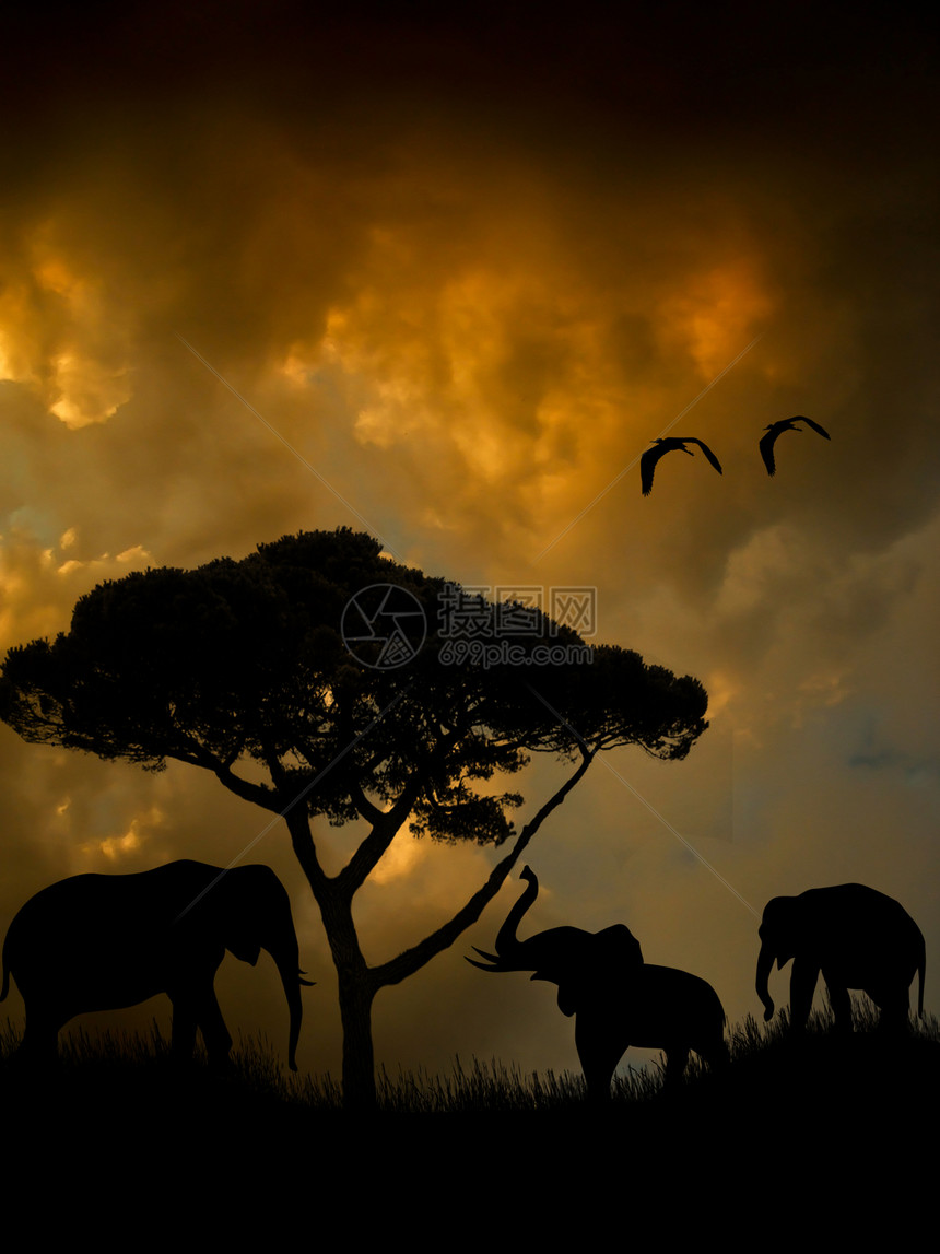 日落时非洲野生动物动物群植物群沙漠风景动物插图大草原哺乳动物场景阳光图片
