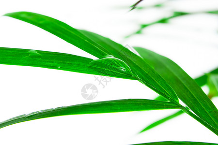 含水的叶子宏观墙纸植物白色植物群绿色植物学生态背景图片