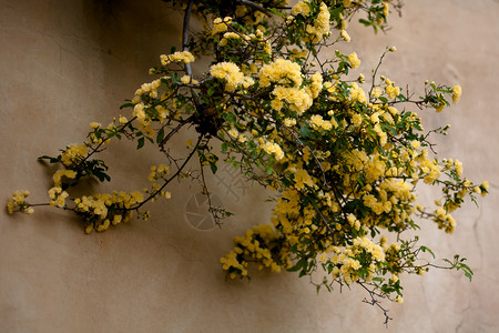 黄玫瑰衬套植物树叶植物群黄色玫瑰水平背景图片