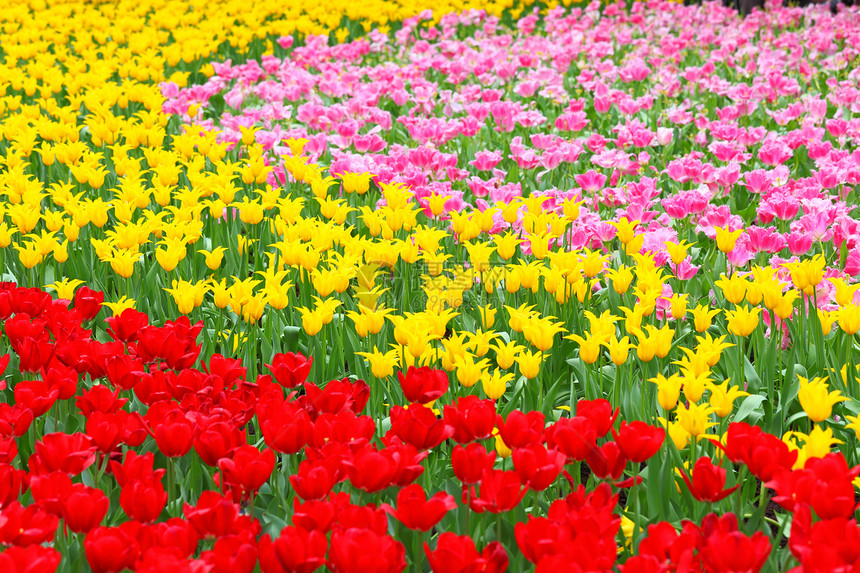 郁金花花束美丽花园黄色花粉郁金香惊喜植物红色花茎图片