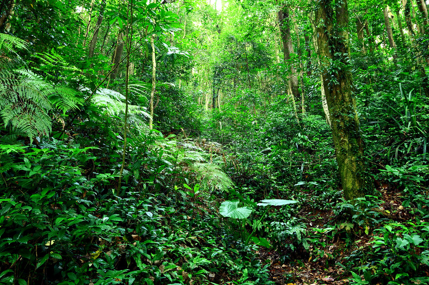 丛林环境叶子墙纸流动荒野石头热带风景溪流瀑布图片