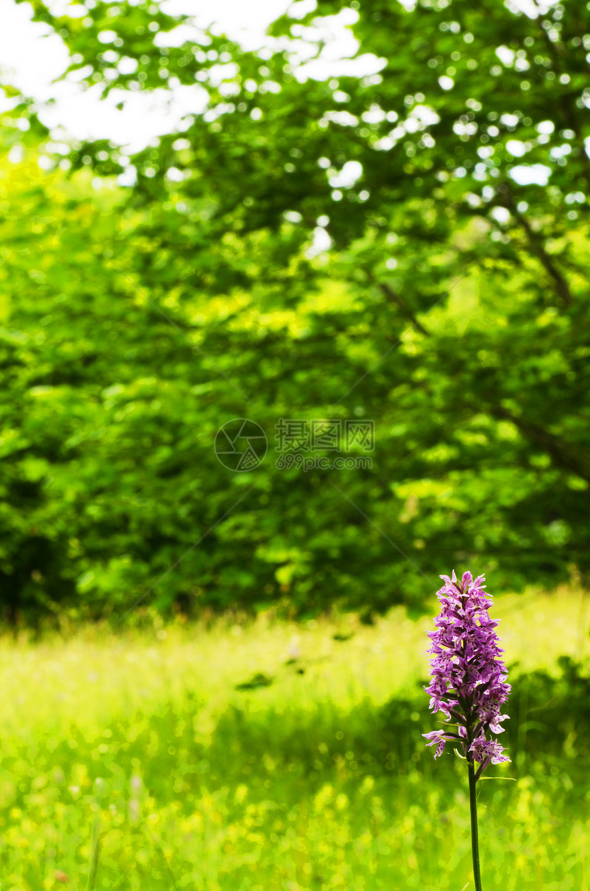 野兰花花美丽荒野草地植物群野生动物兰花野花草原保护植物图片