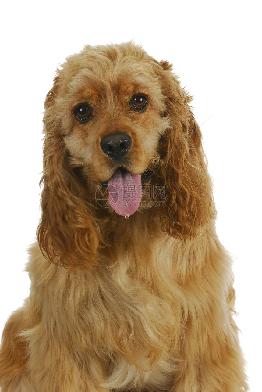 可卡犬品种舌头家畜血统哺乳动物动物工作室脊椎动物主题宠物图片