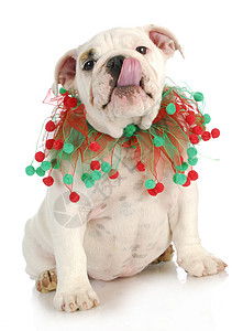 圣诞小狗红色动物围巾白色绿色舌头斗牛犬宠物背景图片