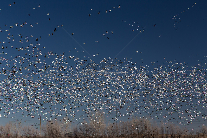 移动雪地鹅天空蓝鹅蓝天迁移鸟类飞行航班动物群蓝色植绒图片