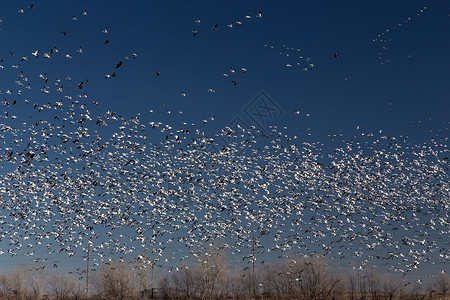 移动雪地鹅天空蓝鹅蓝天迁移鸟类飞行航班动物群蓝色植绒背景图片