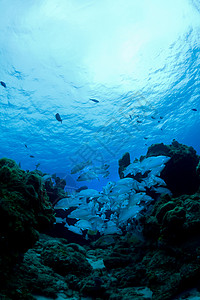 中学海洋学校蓝洞蓝色旅行潜水鲷鱼呼吸管钓鱼呼吸高清图片