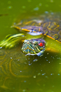 墨西哥红耳海龟背景图片
