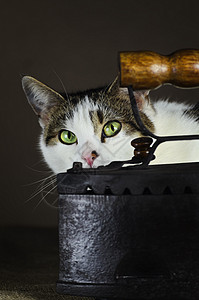 铁 猫和铁宠物小家电衣服静物乡村烙铁眼睛家电家畜工具背景图片