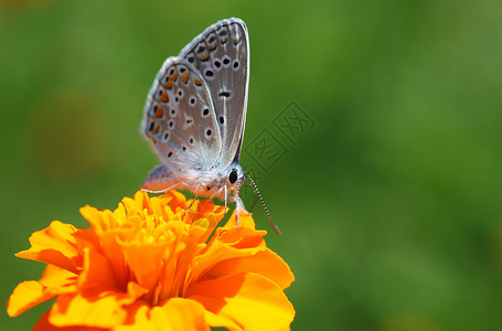 灰蝶科多兽亚科自然高清图片