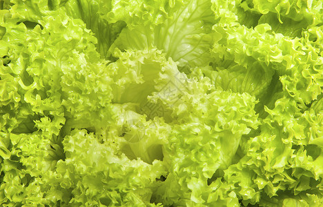 新鲜的绿色冰山沙拉可以近视莴苣高清图片素材