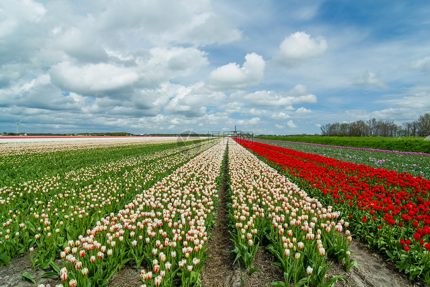 在荷兰的春季时间国家场地紫色历史性农业植物活力植物群蓝色天空图片